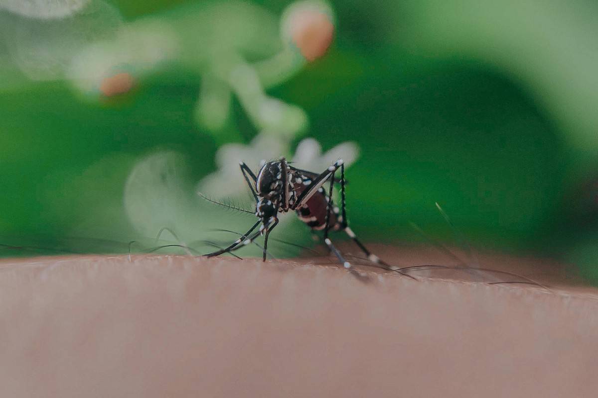 Understanding Zika Virus: Symptoms, Transmission, and Prevention Tips